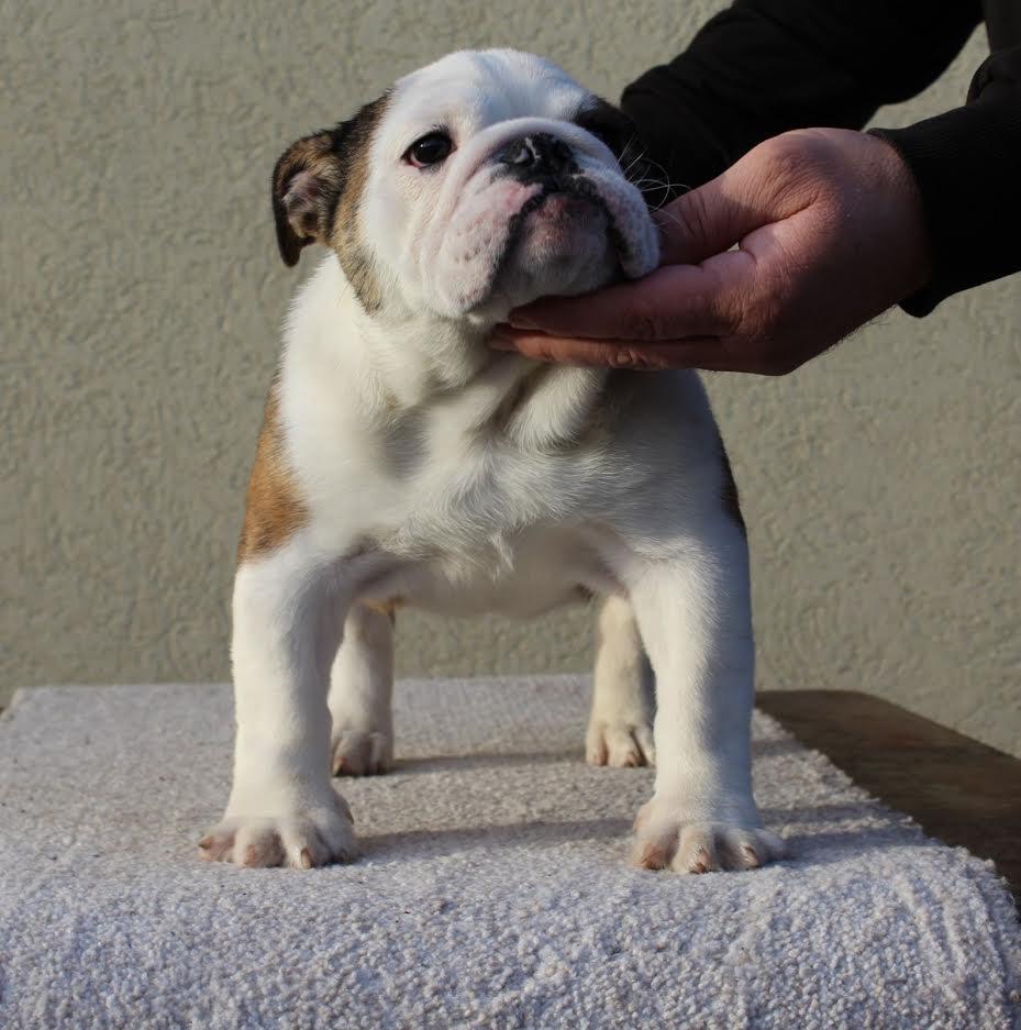 Engleski-buldog