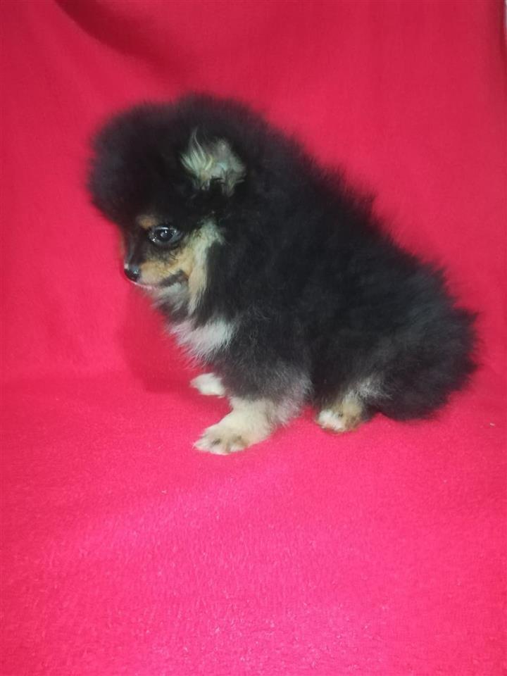 Pomeranski-špic