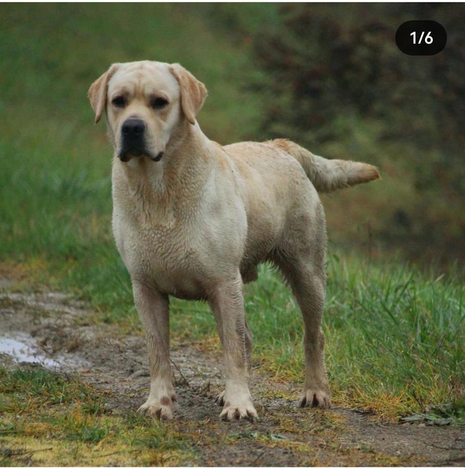 Labrador-retriver-štenci-