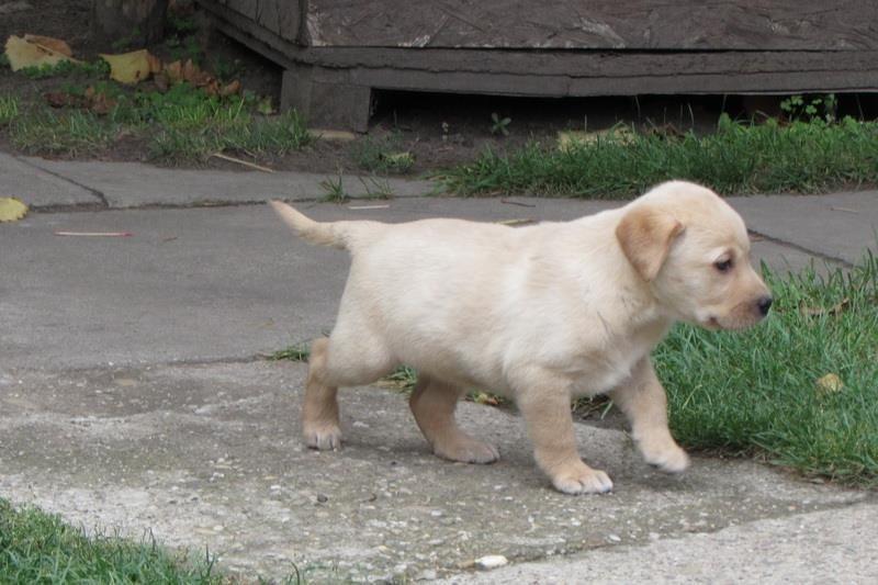 Stenad-labrador-retrivera