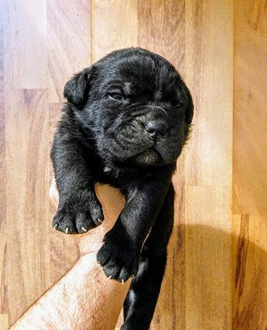 Cane-Corso-stenci