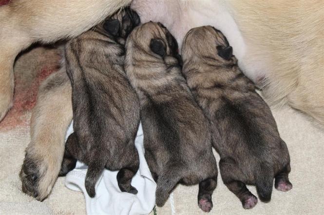 Mops