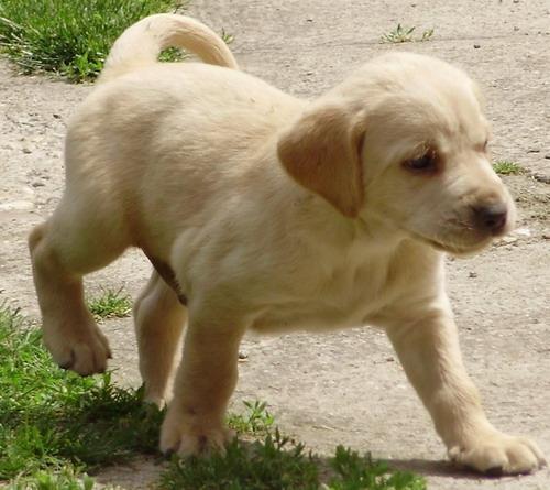 Labrador retriver stenad bele i crne boje 