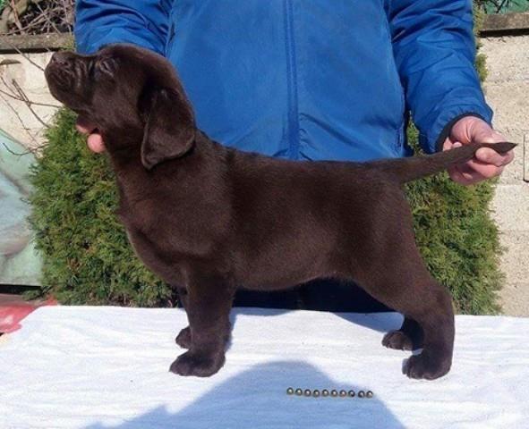 Labrador-Retriver--čokoladni-štenci