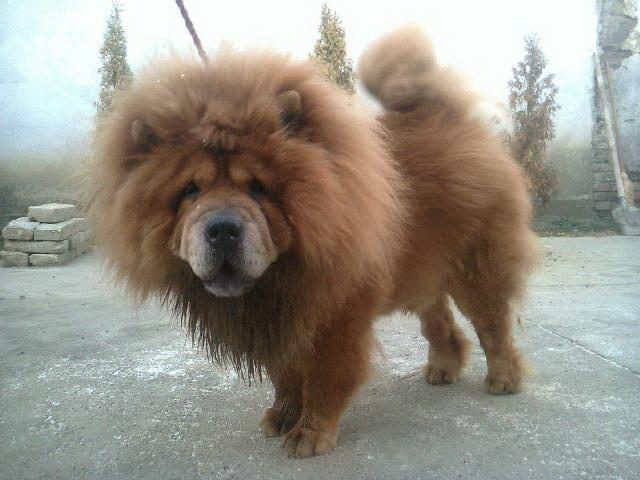Chow-Chow--stenad