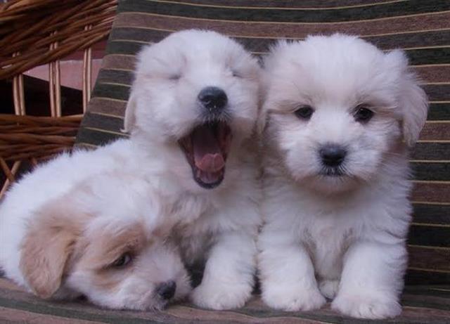 COTON de TULEAR - samp. porekla