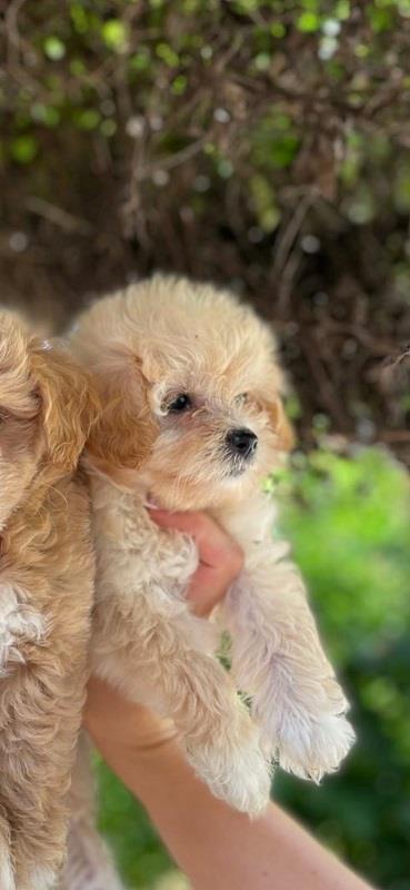 Malti-poo
