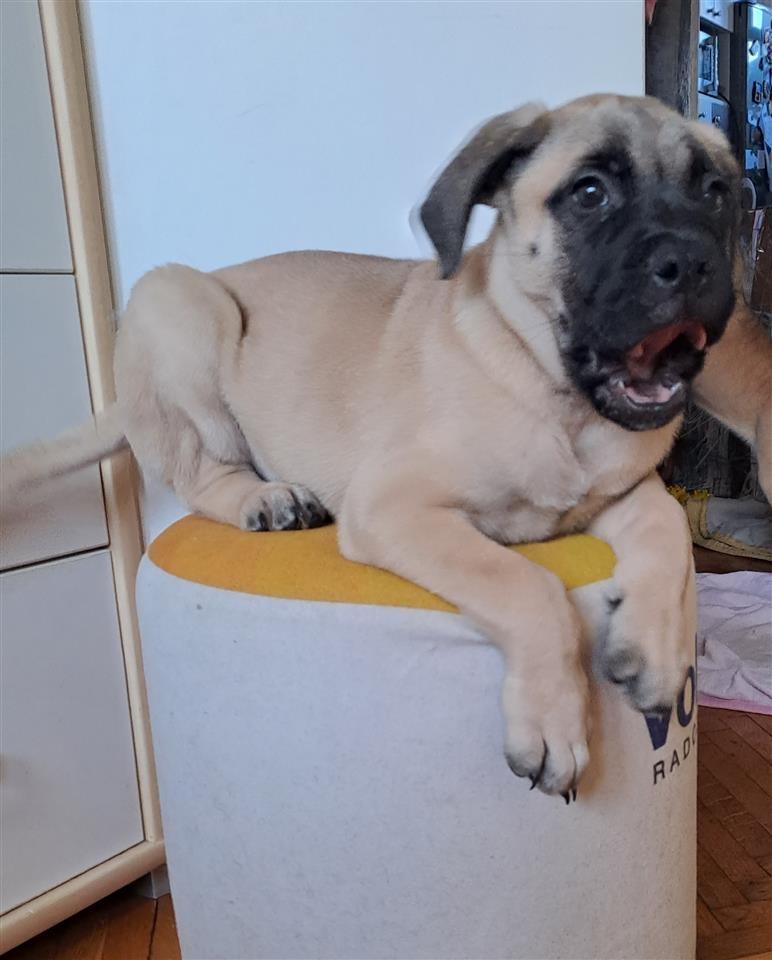 Bullmastiff-stenad