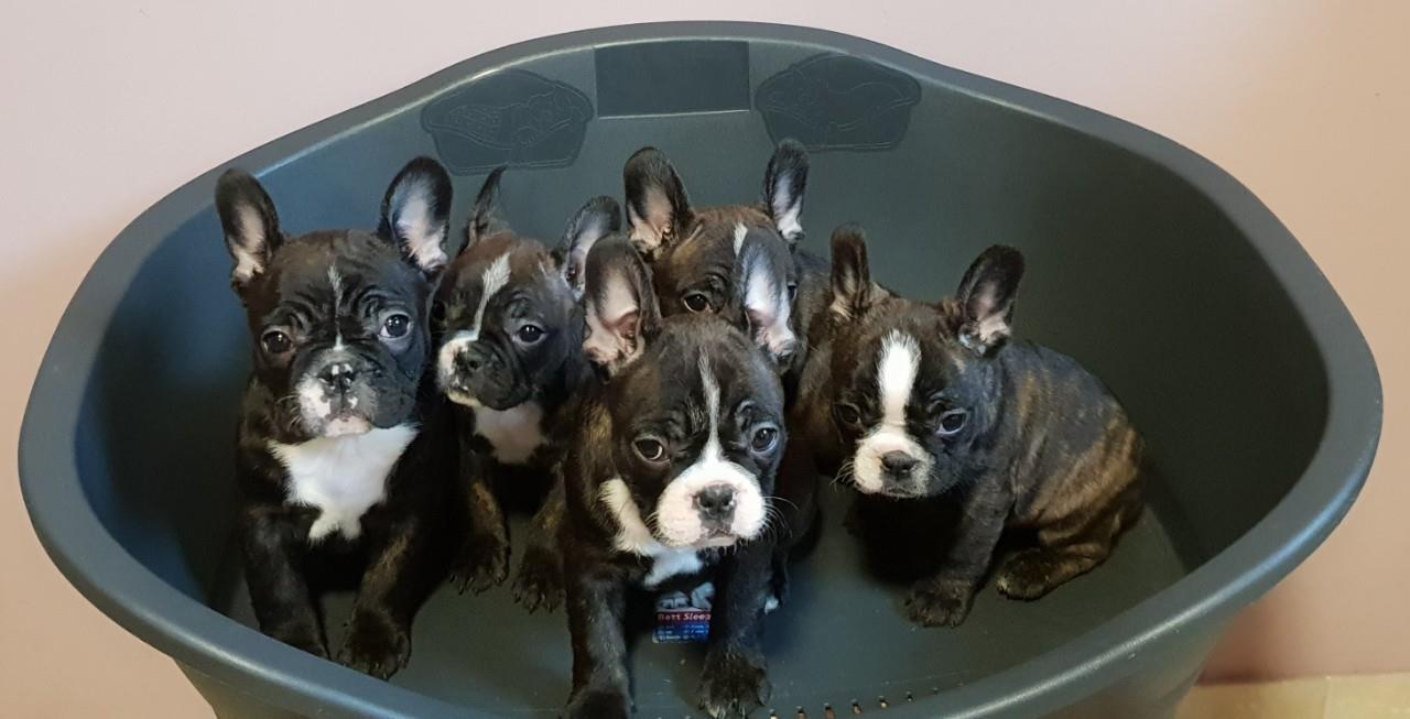Francuski-buldog-štenci