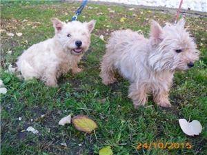 Westike