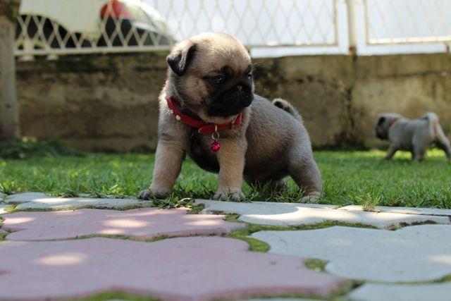 Mops--štenci