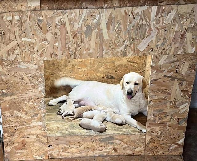 Labrador-retriver