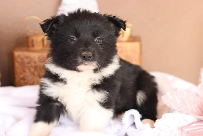 Border-koli-collie-štenci