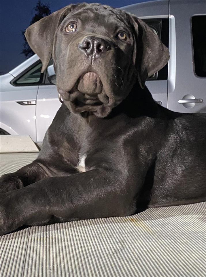 Južnoafrički-mastif-Boerboel