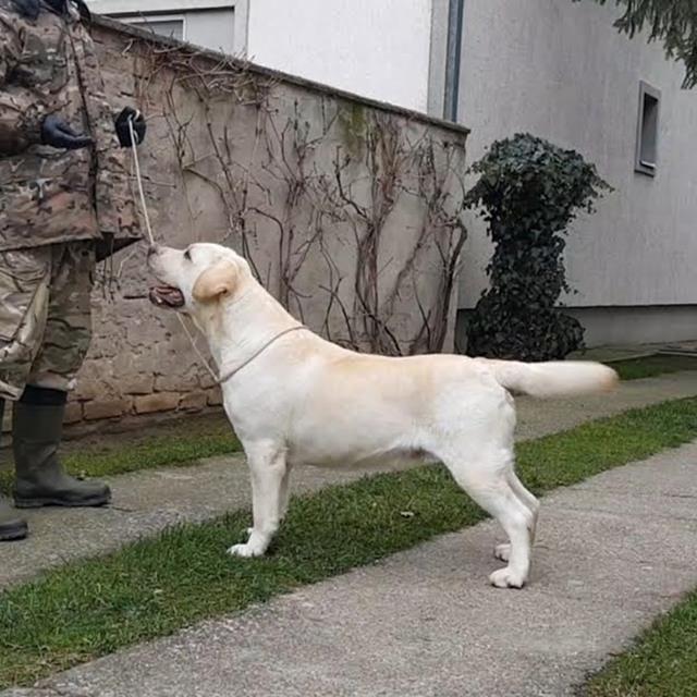 Labrador-Retriver