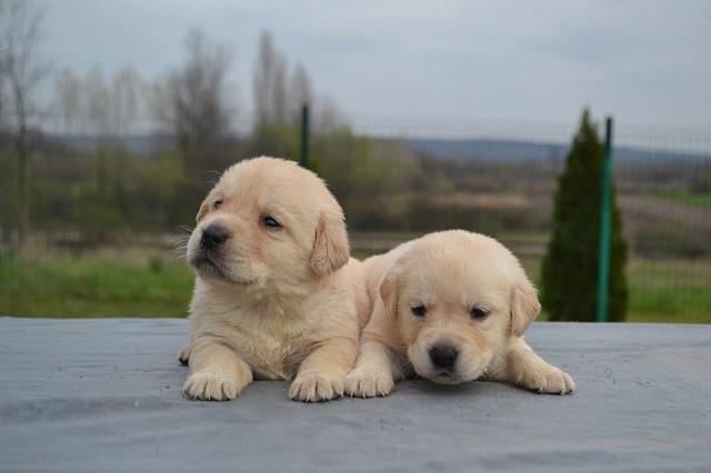 Labrador-retriver-