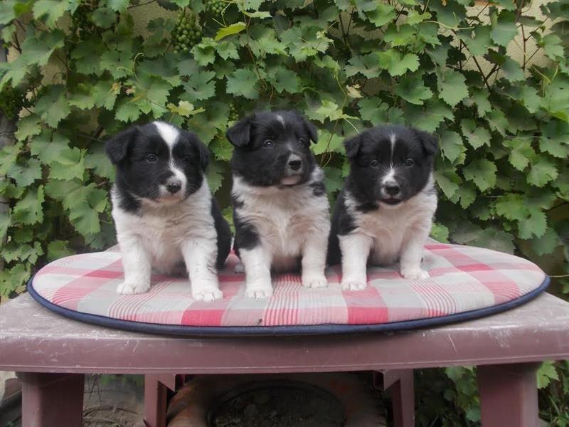 Border-collie-stenci-