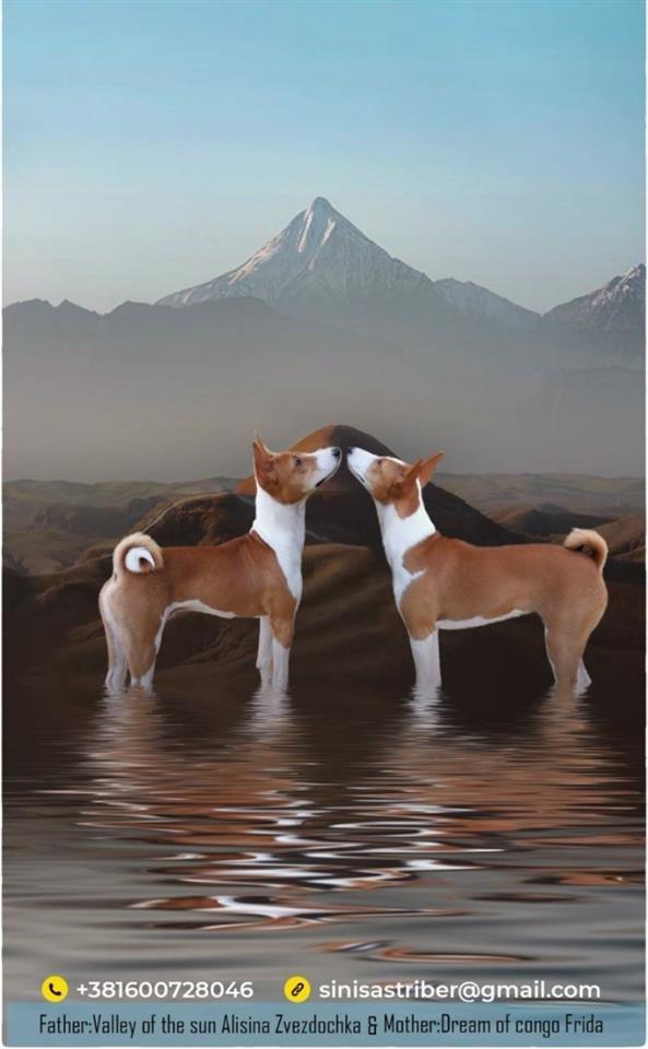 BASENJI-Štenci