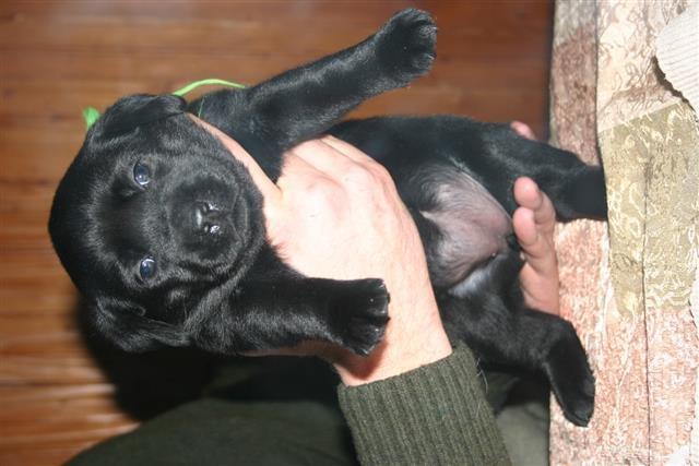 Stenaca labrador retrivera