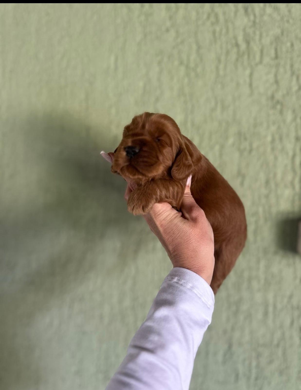 Crveni-Cockapoo-štenci