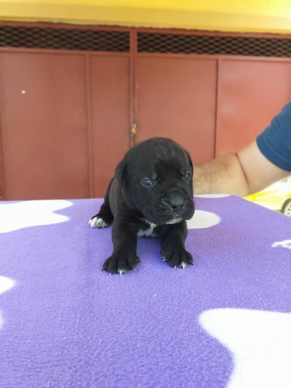 Cane-corso--izlozbeni-stenci