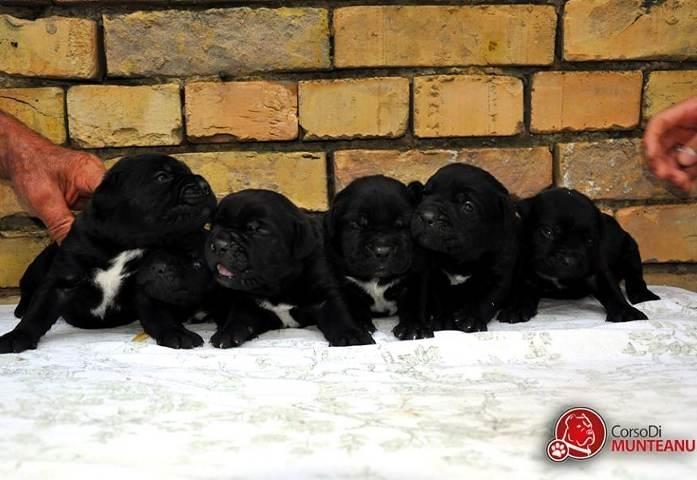 Cane-Corso---stenci-od-sampionskih-roditelja