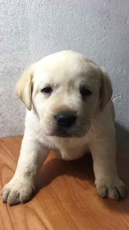 Labrador-Retriver-VRHUNSKI-ŠTENCI-