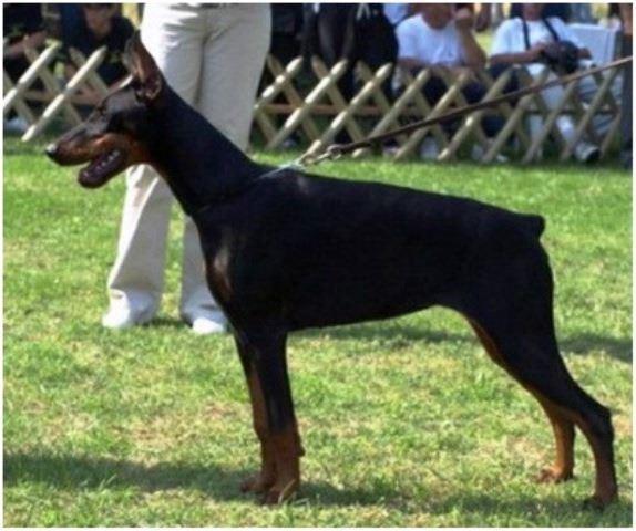 DOBERMAN stenci 