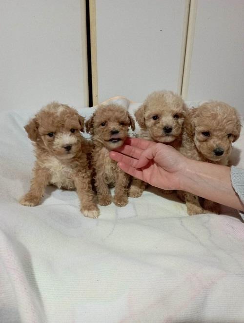 Maltipoo-štenad
