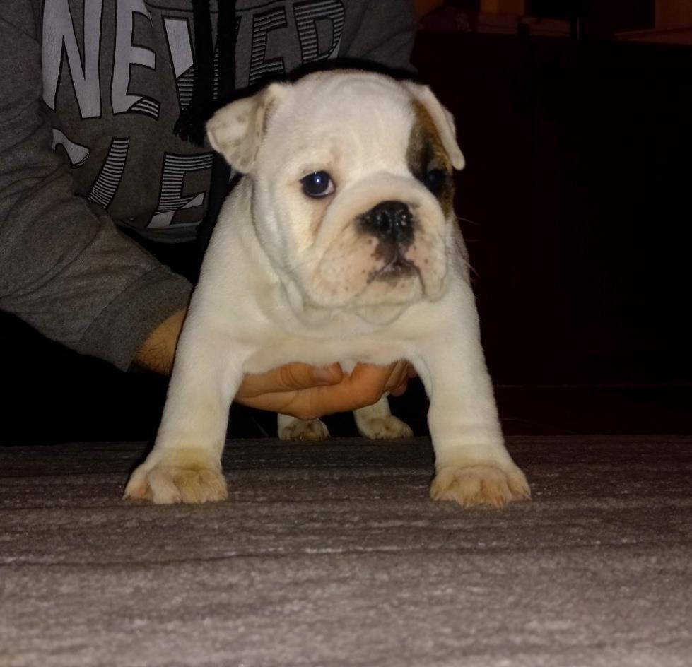 Engleski-buldog-štenci