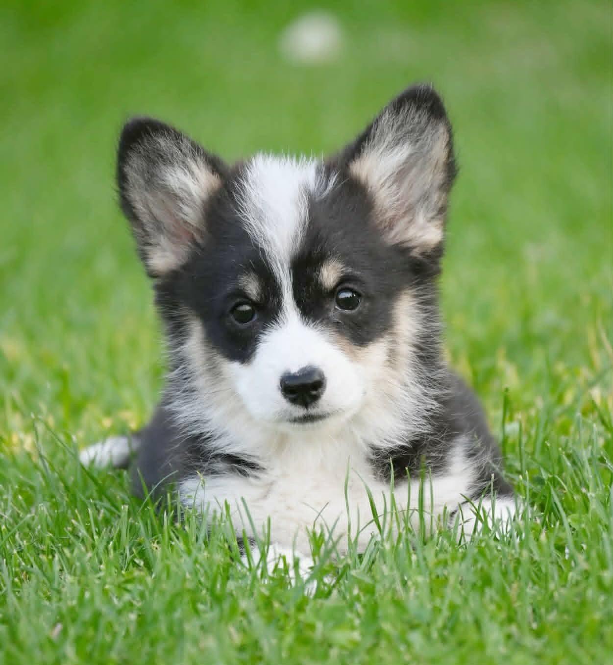 Velški-korgi-Welsh-Corgi-Pembroke