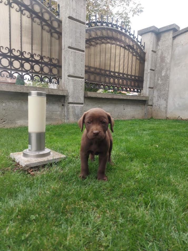 Labrador-retriver