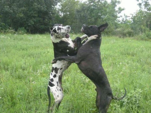 Nemacka-doga--crni-i-harlekin