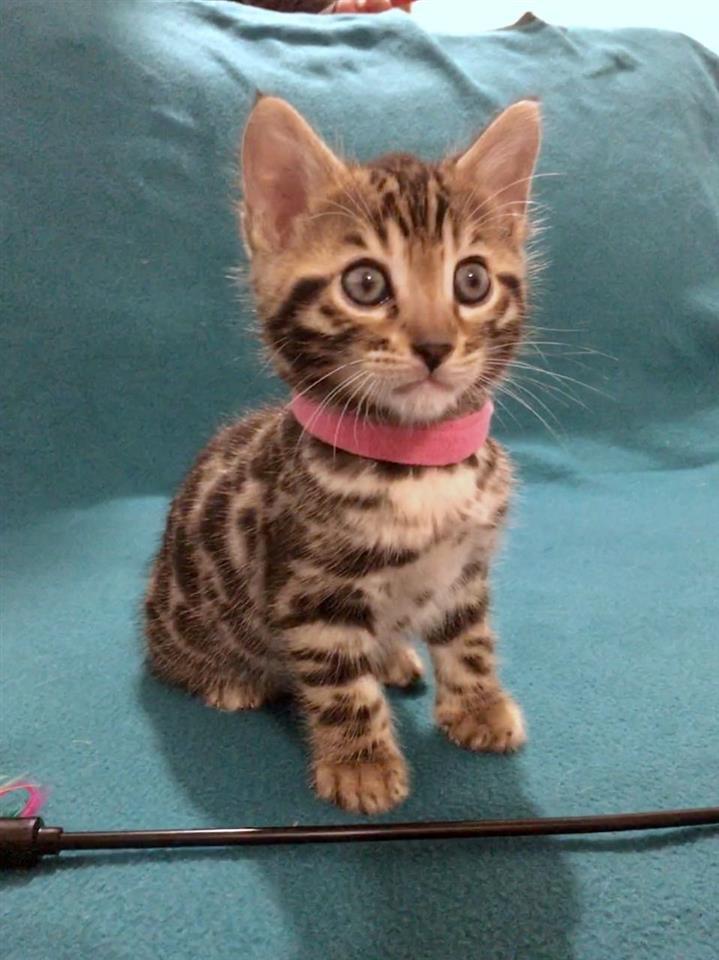 Silver-Bengal-Kittens-