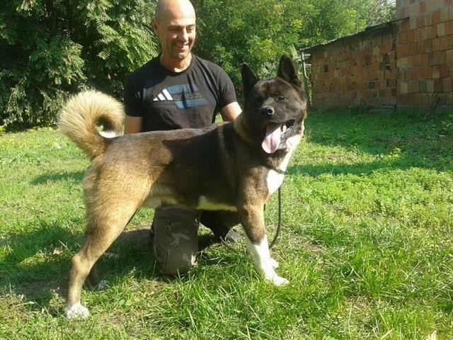 Americka Akita cetiri stenad
