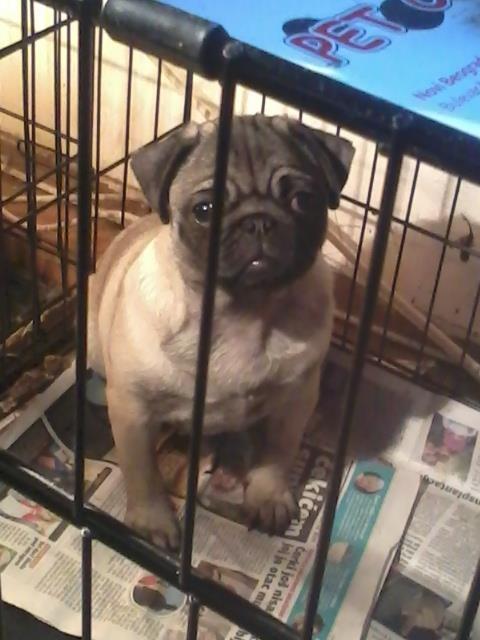 Mops-stenci