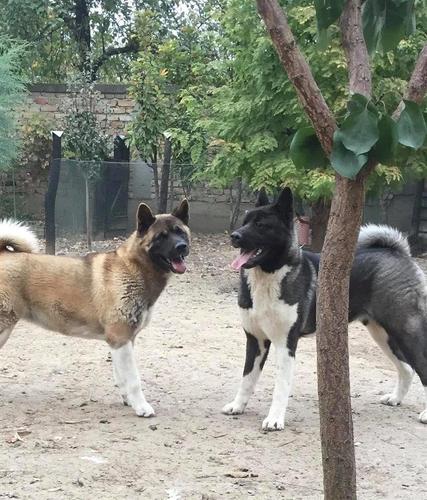 Američka akita štenci