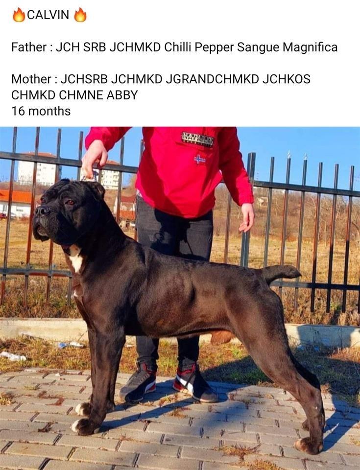 Cane-Corso