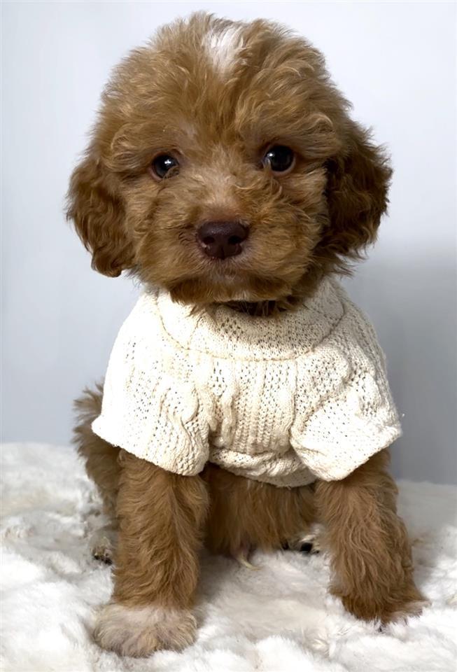 Labradoodle--labradudl-