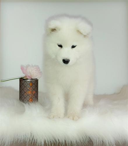 Samojed