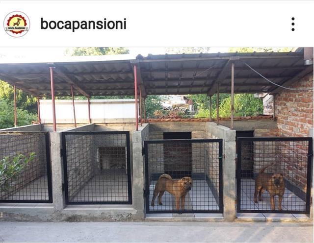 Pansioni-za-pse-Boca