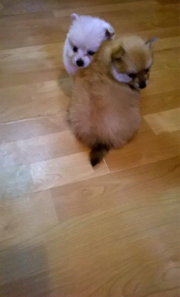 Mali-spic-BOO-