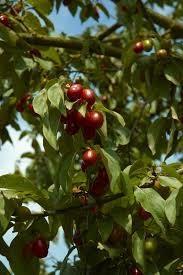 Sadnice Cornus mas-Dren