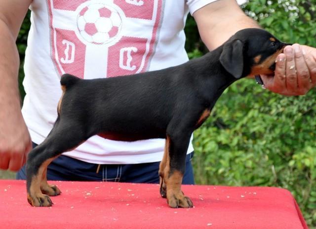 Doberman stenad
