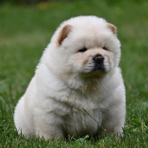 Chow Chow Čau čau štenci