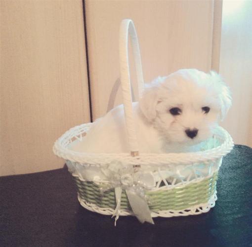 Maltezer 