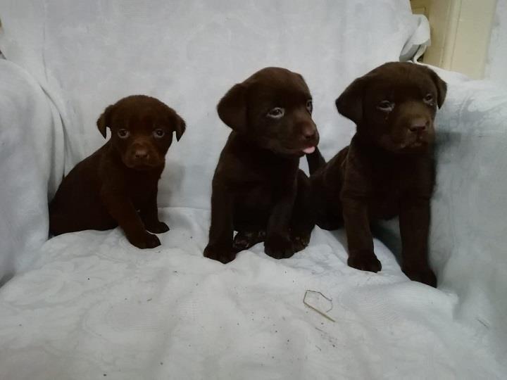 Labrador-štenci