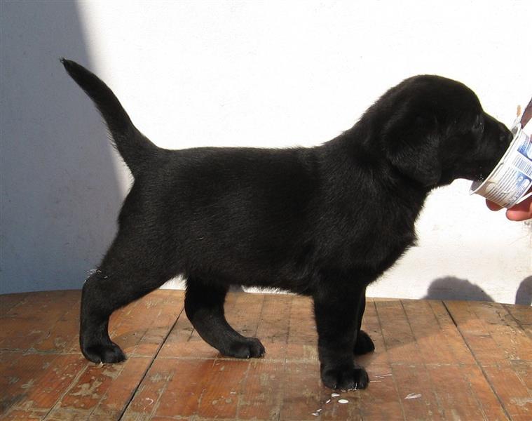 Labrador-retriver-štenci