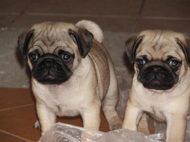Mops-stenci