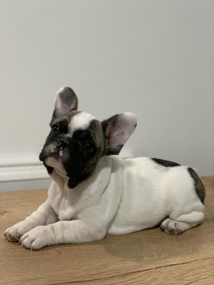 Francuski-buldog